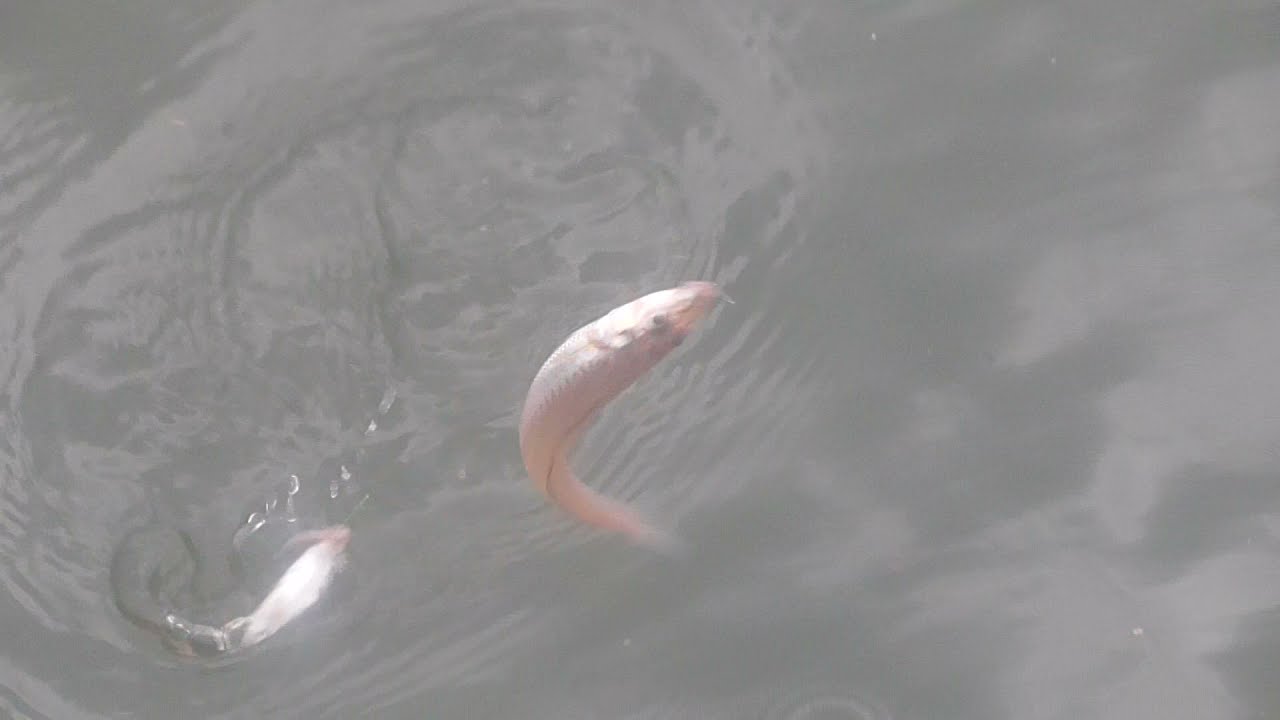 現在のチョイ投げ釣りの状況 キス シロギス も釣れますがチャリコ 小鯛 が増えてきているようです 釣太郎ブログ