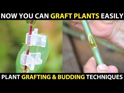 ვიდეო: მცენარის ღილების დამაგრება - რა არის ღილები და როგორ ავიცილოთ თავიდან ეს