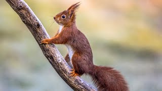 Squirrels and Pine Trees - Relaxing Guitar and Piano Music