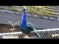 Schreie des Pfau - der Pfau schreit - Peacock cries cry - Vogelstimmen birdcall - Tierpark München