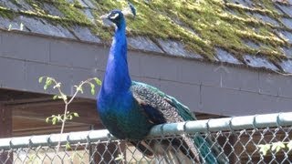 schreie des pfau der pfau schreit peacock cries cry vogelstimmen birdcall tierpark münchen