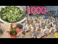 How to raise 1000 chickens with a 5mx3m coop  chicken farm