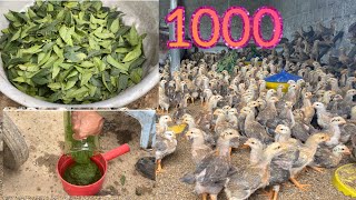 How to raise 1000 chickens with a 5mx3m coop - Chicken Farm