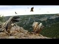 Griffin Vulture Characteristics and Behavior