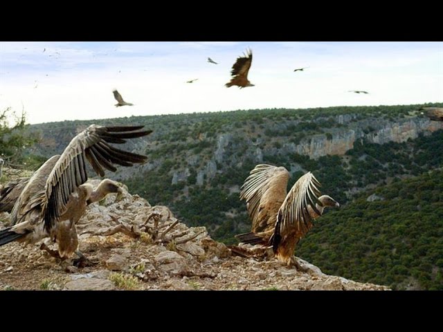 Griffon Vultures Depend on the Sun to Fly. Why? class=