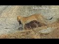 Leopard kill goat at contact number for safari 7976067136 @jawai @forest @wildlife @LEOPARD