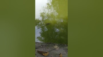 Cảnh Rùa Mai Vàng triệu đô lên phơi nắng cực hiếm thấy ở hồ cổ xưa.