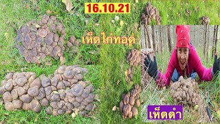 เห็ดดำ, เห็ดไก่ทอด, LyophyllumDecastes,Gråknippesopp,@PoohDamคนรักเห็ดดำ,