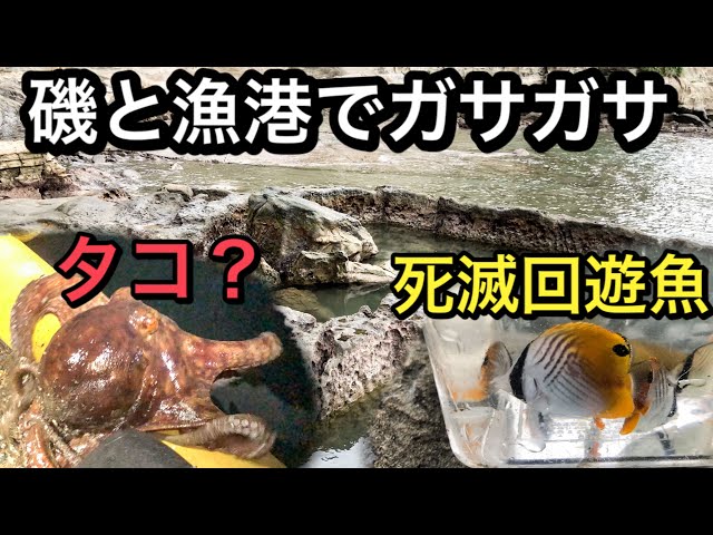 磯採集ガイドブック : 死滅回遊魚を求めて ヨドバシ.com - 磯採集ガイドブック―死滅回遊魚を求めて [図鑑