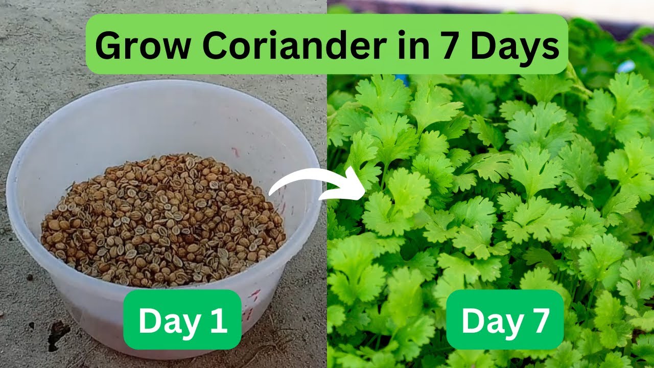How To Grow Coriander In 7 Days At Home YouTube How To Grow Coriander In 7 Days At Home YouTube
