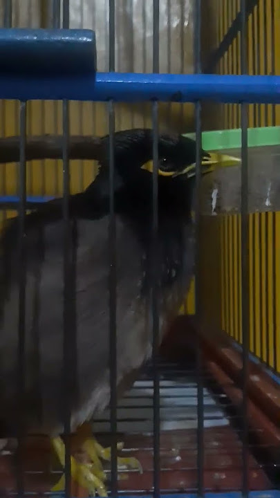 burung jalak nias bisa bicara,burung istimewa #fypage #burung #burungjalak #kicaumania