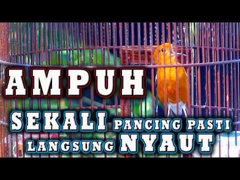 ANIS MERAH GACOR LANGSUNG  BIKIN NYAUT DENGAN PANICINGan ini  #anismerah