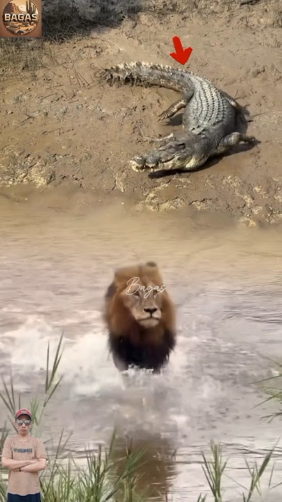 singa lari ketakutan dikejar sama buaya #animals #shorts