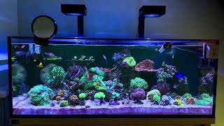 D-D Reef Pro 1200