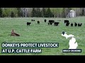 Donkeys protect livestock from wolves at michigan cattle farm