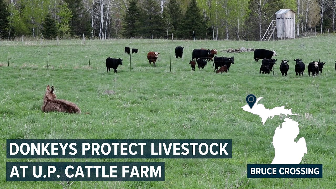 Donkeys protect livestock from wolves at Michigan cattle farm