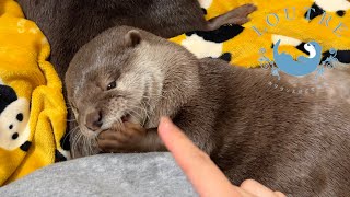 Otter Sucking Fingers Like A Baby by LOUTRE 16,101 views 1 month ago 5 minutes, 8 seconds