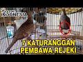 7 katuranggan Perkutut pembawa rezeki dan keberuntungan #ragamindonesia #perkututlokal #katuranggan