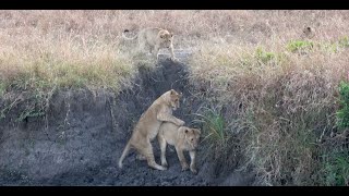 What a playful morning!  Sub adults of Rongai pride are having fun