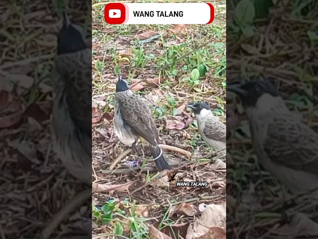 MIKAT RAJA KUTILANG PETARUNG Ganas Di Kota Lubuklinggau class=