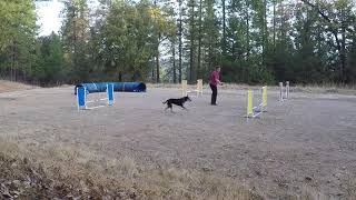 100 Days of OneMind Dogs Handling Day 26: False Turn Mirror Image Mix Up