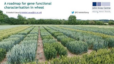 Webinar: A roadmap for gene functional characterization in wheat