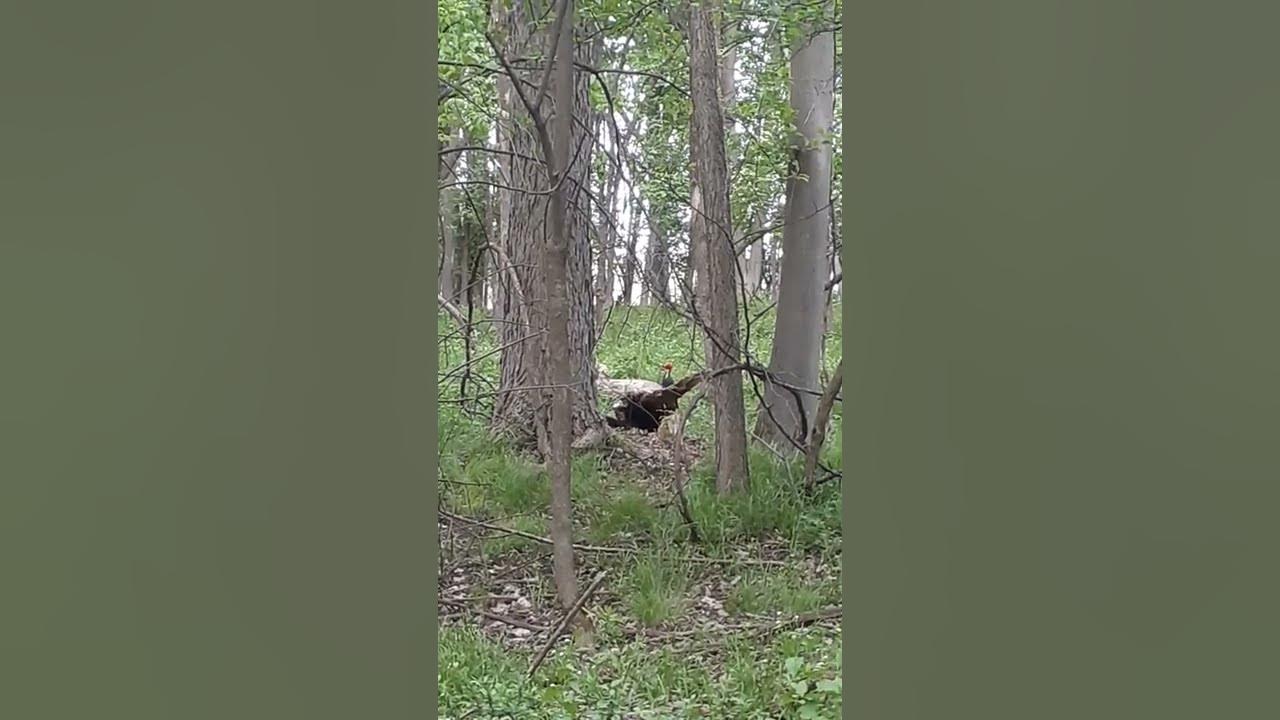 Заповедный лес под усиленной охраной