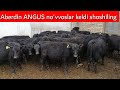 Aberdin ANGUS no'vvoslar keldi +998990670110 +998936470105 +998939720212