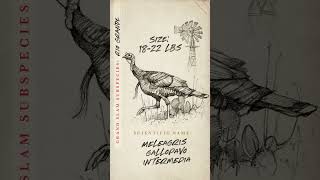 Rio! #gobbler #turkey #theartofhunting #art #sketchdaily #sketch #draw #turkeys #riogrande #rio