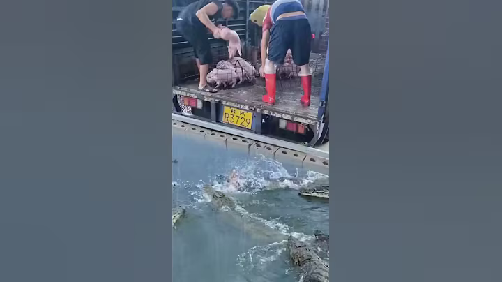 They Feed Crocodile With Baby Pig #shorts