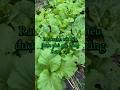 Rau xanh tốt nhờ phủ kín gốc bằng rơm rạ #pgardening #ptrongrausach #plamvuon