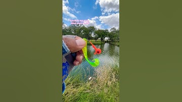 Tips para pescar crappie con round jig head#fishing#fish#shortsvideo#shortvideo#shortsviral#short