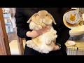 Japans Süßes Kaninchen Café Besuch Von Zwei Beliebten Kaninchen Cafés In Tokio