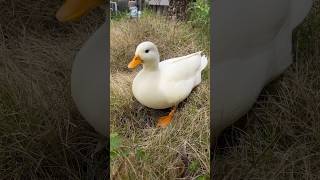 Chotchy Is Behaving Like A Boss In A  Garden. お庭でボスっぽく振る舞うチョッチー。 #Ryuzoarts #Callduck #Ducks