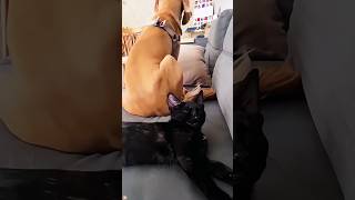 It would be fun to have both a cat and a dog at the same time #funny #funnypets #youtube #pets #dog