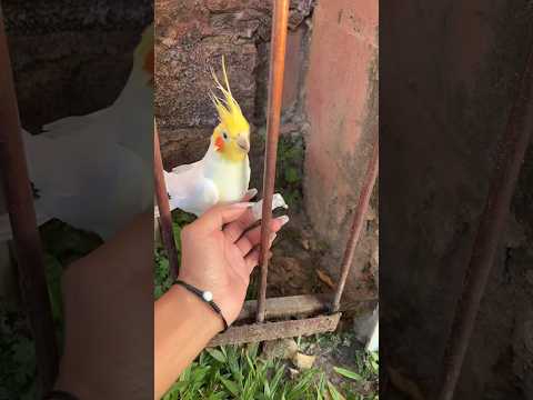Vídeo: Qual é o nome dos pássaros amarelos no snoopy?