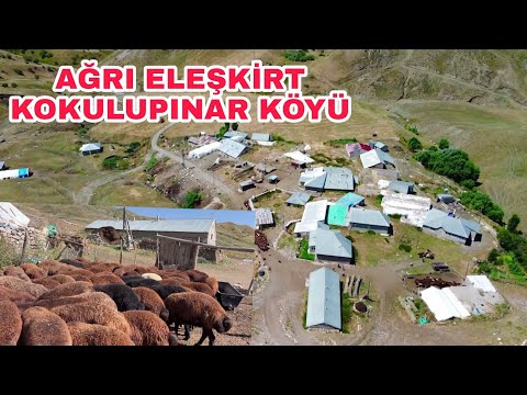 AĞRI ELEŞKİRT KOKULUPINAR KÖYÜNÜN MOR KARAMAN KOYUNLARI--NARE'NİN  SON DURUMU