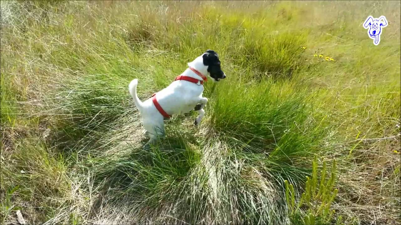 Fox Terrier Poils Lisses A La Campagne Monte Sur Ressort Meme Pas Cap