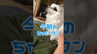 おはようございます☀ #チワワ #チワワと暮らす #癒し #chihuahua #dog