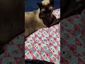 Eu preciso te mostrar isso #gatos #gateiraporamor #cat #petsfofinhos #vidadegato #pets