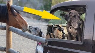 Great Dane Dog Caring for Wild Horses and Donkeys