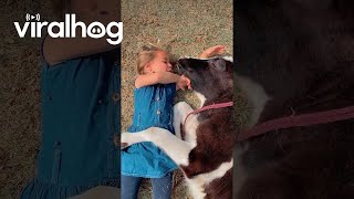 Girl Sings to Spoiled Cow || ViralHog