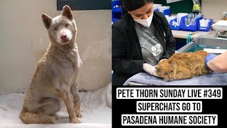 PETE THORN SUNDAY LIVE #349 SUPERCHATS GO TO PASADENA HUMANE SOCIETY @PeteThorn