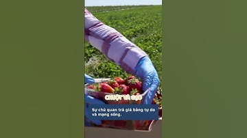 Bài học cuộc sống: Con chuột và cái hũ gạo đầy cám dỗ