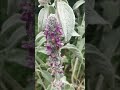 Стахис сажаем возле кустарников, в бордюрах, на каменистых участках#цветы