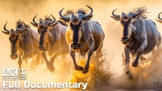 The Great Wildebeest Migration | Full Series  | Wild Animals Documentary 4K with Calming Music