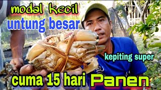 PELUANG USAHA KEPITING 15 HARI PANEN