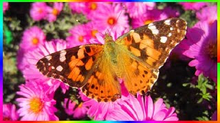 Осенние бабочки прекрасное чудо Видеозарисовки о природе🍂🌸🦋