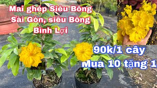 2/5/2024 Mai ghép Siêu Bông Sài Gòn, Siêu Bông Bình Lợi lấy bo, dảo siêu nụ già mùa củ nở