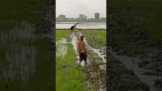 Pak E Kon Bali Entuk Bantuan shorts